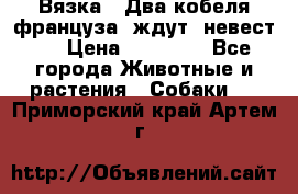  Вязка ! Два кобеля француза ,ждут  невест.. › Цена ­ 11 000 - Все города Животные и растения » Собаки   . Приморский край,Артем г.